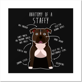 Staffordshire Terrier Staffy Anatomy Posters and Art